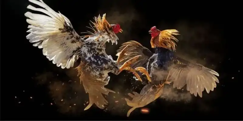 Điểm qua các loại hình cá cược có tại sảnh đá gà 78WIN